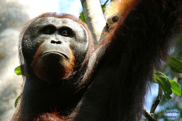 Orangutan or Human?