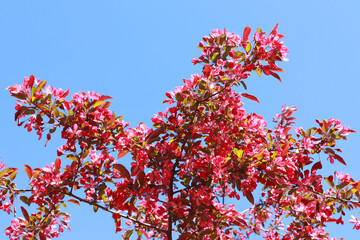 Close up view of pink Malus × floribunda Siebold ex Van Houtte