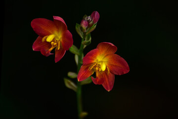  Beautiful Orchid found in my Garden