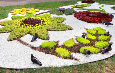 Picturesque flowerbed with colorful flowers