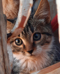 Divine Beauty: Diverse Cats Reflecting Celestial Essence