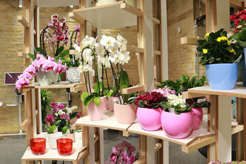 Fototapeta na wymiar Pink anf white orchids and violets for sale in flower store