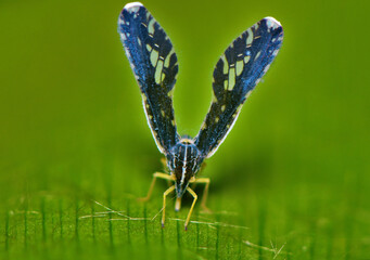 V shape insect © NC