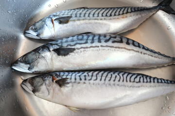 Close up view of mackerel in sink