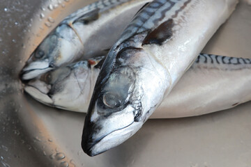 Close up view of mackerel in sink