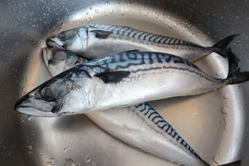 Close up view of mackerel in sink