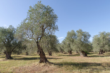 Olive grove in Apulia, Italy