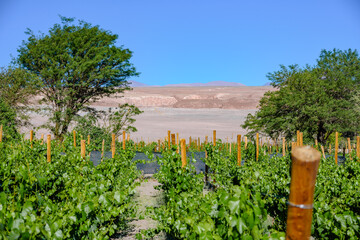 Vinícola localizado no deserto. Agricultura no deserto. Deserto do Atacama, Chile. 
