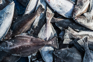 Close-up of Frozen Fish on Frosty Greenland Background