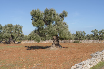 Olive grove in Apulia, Italy