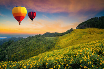 Colorful hot air balloons flying over Tung Bua Tong Mexican sunflower field in sunset, Mae Hong Son...