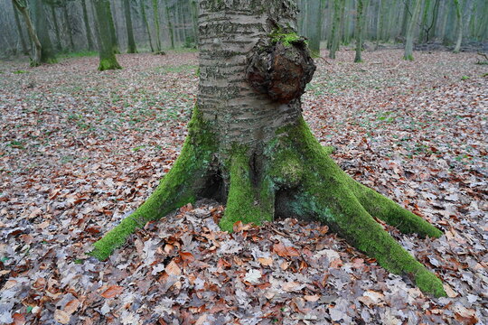 wild cherry,tree cancer,wildkirsche,baumkrebs