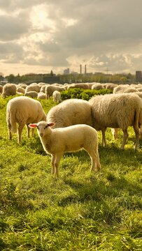 Close up portrait of a baby sheep.Sheep graze in a clearing with a background of the Cologne bridge. High quality photo
