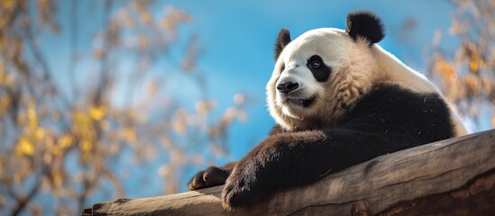 cute panda is in the forest - obrazy, fototapety, plakaty