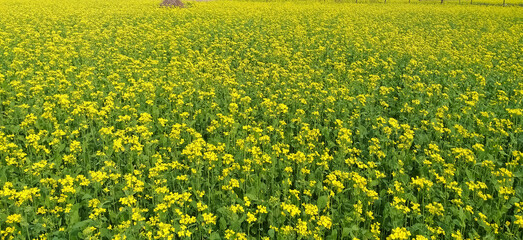 field of yellow flowers | Mustard plants