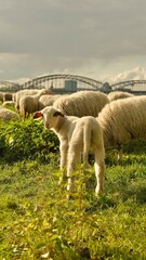 Close up portrait of lamb a baby sheep.Sheep graze in a clearing with a background of the Cologne bridge. High quality photo