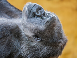 silverback gorilla relaxed with eyes closed