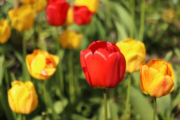 Tulipa gesneriana, detail of  red and yellow tulips
