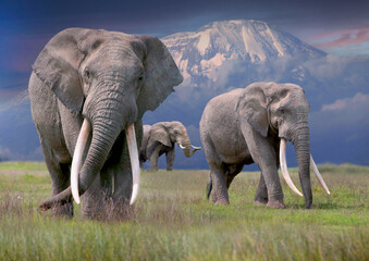 Afrikanische Elefant (Loxodonta africana) drei Bullen vor Kilimandscharo, Tansania, Ostafrika