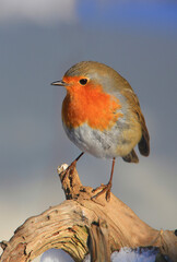 Rotkehlchen (Erithacus rubecula) sitzt auf Ast 