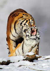 Sibirische Tiger (Panthera tigris altaica), Tigerpaar im Schnee bei Paarung, Kopulation 