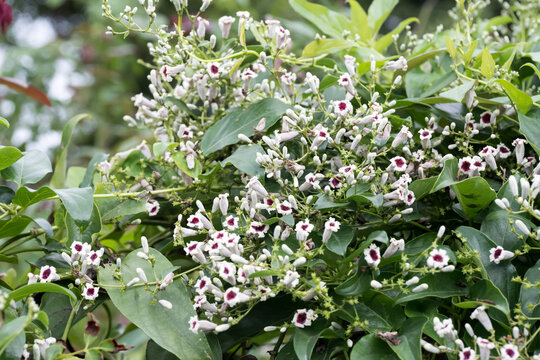 Beautiful skunk vine flowers in the park.