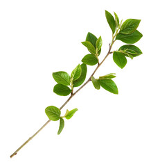 Twig with green leaves isolated on white or transparent background