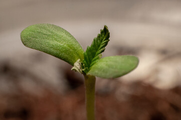 cannabis plants in vegetative stage