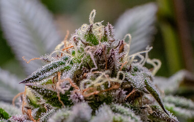 cannabis plants in vegetative stage
