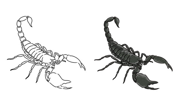 Scorpion vector coloring page image. Scorpion Vector. Scorpion Sketch