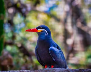 Inca tern on a branch