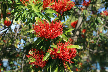 Firewheel tree blooms in spring, New South Wales Australia
