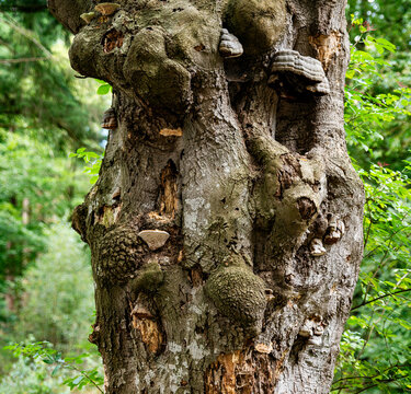 old tree with fungi on dark raw bark