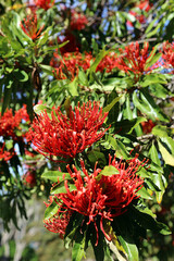 Macro image of Firewheel tree blooms in spring, New South Wales Australia
