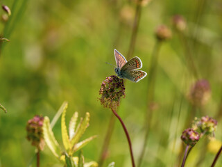 Brown Argus Butterfly on a Flower Head
