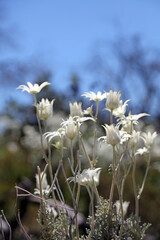 Side view of a group of Flannel flowers in spring, New South Wales Australia
