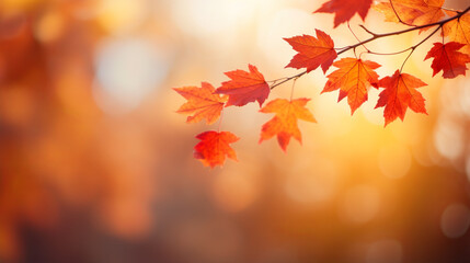 Naklejka na ściany i meble Autumn Whispers: Warm Tones of Fall Maple Leaves in Soft Light