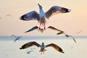 seagull in flight