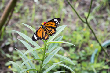 Naklejka premium A Beautiful Common Tiger butterfly (Danaus genutia).
