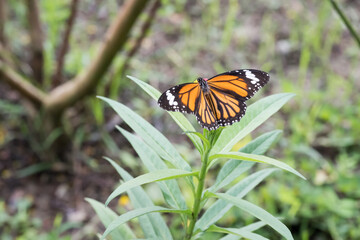 A Beautiful Common Tiger butterfly (Danaus genutia).