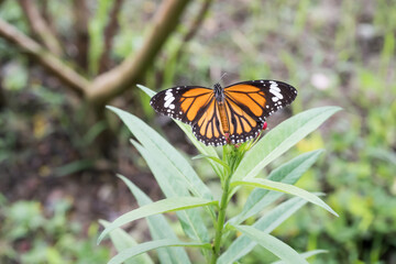 Naklejka premium A Beautiful Common Tiger butterfly (Danaus genutia).