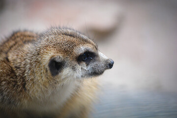 Suricata suricatta, The Meerkat or suricate is a small mongoose, have foreclaws adapted for digging...