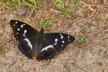 Großer Schillerfalter (Apatura iris) auf dem Waldboden	