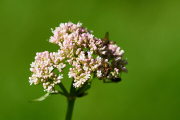Schafgarbe (Achillea millefolium L.)	