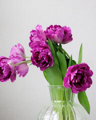 Close up of bouquet of dark red lilac tulips in glass vase on light background. flower bouquet in vase on table. Gift interior decoration. florist, decorator. Flower shop.