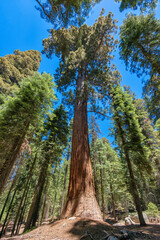 Fototapeta na wymiar Giant sequoia trees closeup in Sequoia National Park, California 