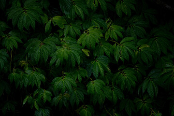 coffee plantation india