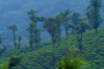 tea plantation in kerala india