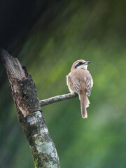 indian common birds