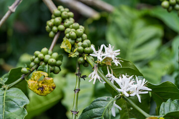 coffee plantation india